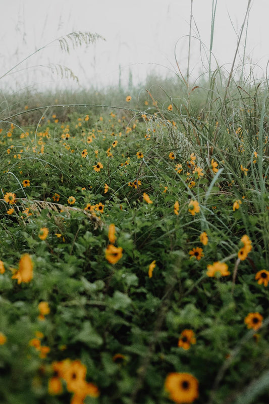Flowery Dunes — Flagler Beach Photography Print