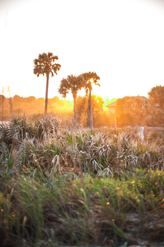 Morning Dunes — The Hammock Beach Photography Print